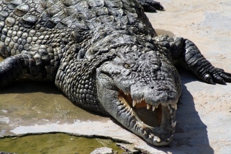 Crocodiles Up Close and Personal