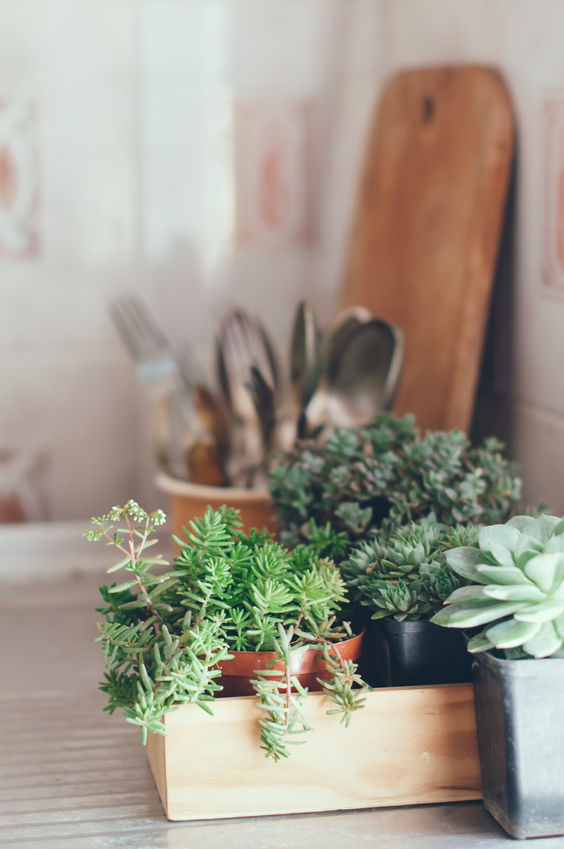 DIY Ideas for A Succulent Garden