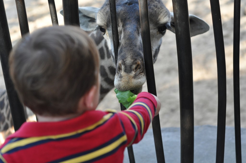 Feeding Giraffes at the Houston Zoo